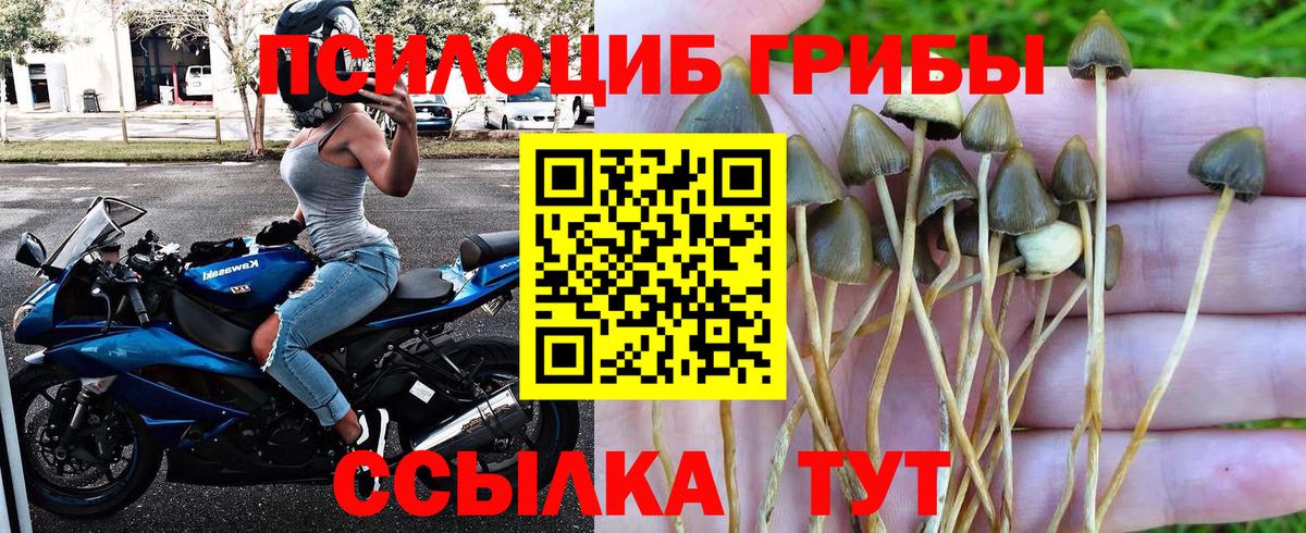 Галлюциногенные грибы Psilocybine cubensis  Вход с VPN  Междуреченск  Псилоцибиновые грибы Cubensis 